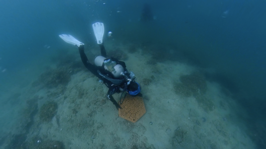 Vriko dived into the sea and placed the reef tiles on the sea floor with her own hands. Photo credit: Victor Lau